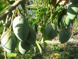 ky-thuat-trong-xoai-cho-ra-trai-nghich-mua