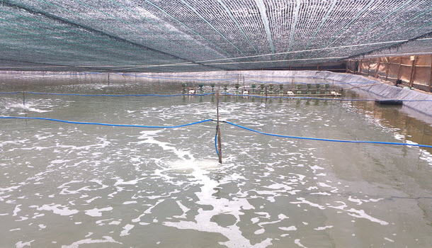 Aeration for shrimp farming