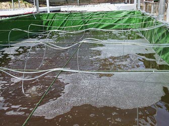 Sục khí gièo tôm