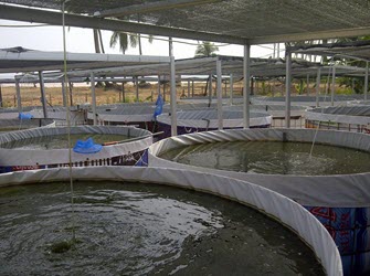 Sục khí tôm giống