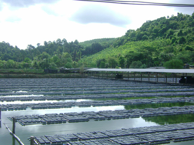 Mud crab box Malaysia