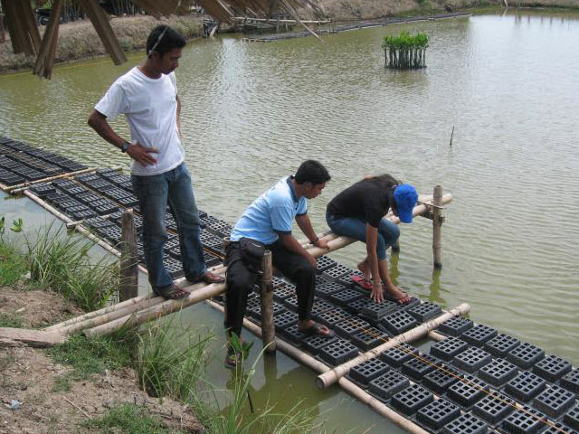 Mud crab container