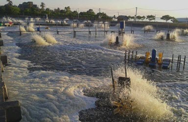 Intensive shrimp farming