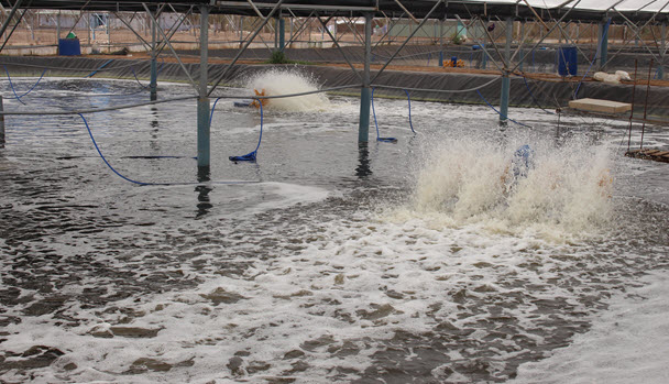 Paddle wheel aerator for shrimp farming