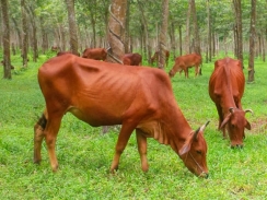 Chăn nuôi bò thịt tại Việt Nam: Hiện trạng và giải pháp