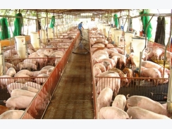 Đồng Nai: Trang trại chăn nuôi giảm mạnh