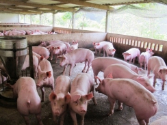 Giá lợn hơi ngày 8/2/2021 ổn định ở mức thấp