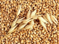 Thị trường nguyên liệu - thức ăn chăn nuôi thế giới ngày 20/3: Giá lúa mì tăng trở lại