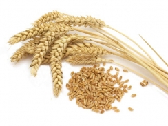 Thị trường nguyên liệu - thức ăn chăn nuôi thế giới ngày 19/3: Giá lúa mì thấp nhất