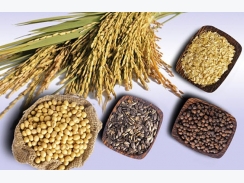 Thị trường nguyên liệu - thức ăn chăn nuôi thế giới ngày 7/3: Giá lúa mì giảm 1%