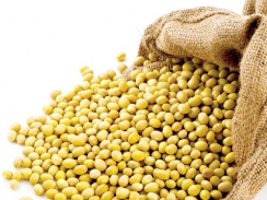 Thị trường nguyên liệu - Giá đậu tương có tuần tăng mạnh nhất 6 tháng