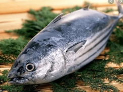 Xuất khẩu cá ngừ sang nhiều nước EU tăng 