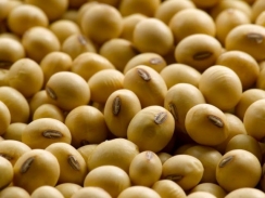 Thị trường nguyên liệu - thức ăn chăn nuôi thế giới ngày 24/4: Giá đậu tương giảm