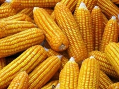 Thị trường nguyên liệu - thức ăn chăn nuôi thế giới ngày 05/06:Giá ngô hồi phục tứ mức thấp