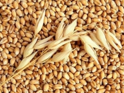 Giá lúa mì Nga tăng do thời tiết khu vực Biển Đen khô