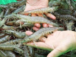 Xuất khẩu hải sản sang Hàn Quốc tăng 5%
