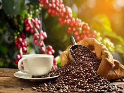Thị trường cà phê tuần 28: Giá sụt giảm, giao dịch hết sức trầm lắng