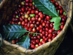 Cà phê Châu Á: Việt Nam trầm lắng đợi vụ thu hoạch mới