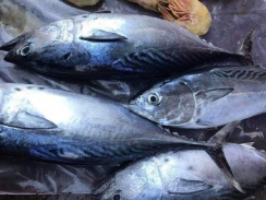 Xuất khẩu cá ngừ giảm tại nhiều thị trường chính