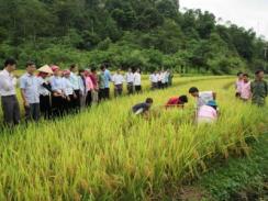 Công thức thâm canh trên đất ruộng một vụ ở Lai Châu lúa và cây màu chịu hạn