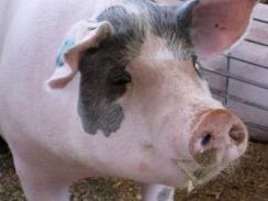10 nhà sản xuất lợn hàng đầu thế giới