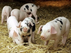 Giá lợn hơi ngày 12/11/2018 tại miền Bắc thấp nhất cả nước