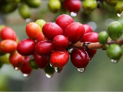 Cà phê Châu Á Giá tại Việt Nam tăng