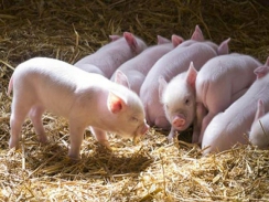 Giá lợn hơi tuần đến 8/12/2019 tăng trở lại