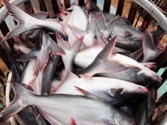 Xuất khẩu cá tra vào Trung Quốc giảm