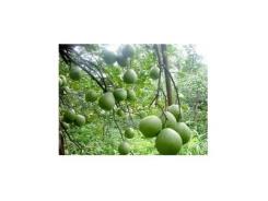 Kỹ Thuật Trồng Bưởi