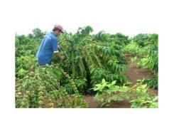 Cắt Cành Tạo Hình Cây Cà Phê
