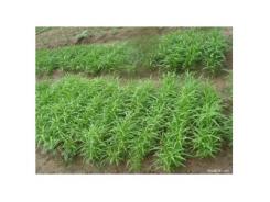 Kỹ Thuật Trồng Rau Muống Cạn An Toàn