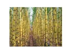Kỹ Thuật Trồng Và Chăm Sóc Cây Mía
