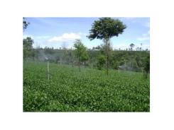 Kỹ Thuật Trồng Chè Cành Vụ Thu
