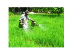 Phòng Trừ Sâu Bệnh Trên Cây Hành Vụ Đông
