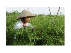 Kỹ Thuật Trồng Ớt Trái Mùa