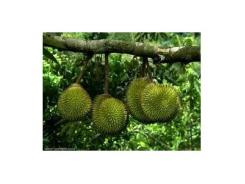 Kỹ Thuật Trồng Cây Sầu Riêng