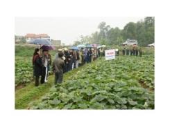 Kỹ Thuật Trồng Bí Đỏ (Cucurbita Pepo)