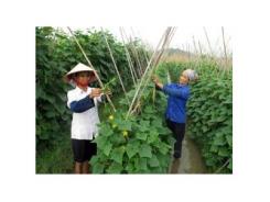 Dưa Leo - Cây Trồng Thoát Nghèo