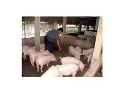 Cải Tiến Di Truyền Thông Qua Thụ Tinh Nhân Tạo