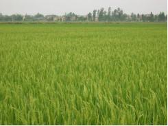 Nghiên Cứu Chọn Giống Lúa, Cây Trồng Cạn Thích Ứng Với Biến Đổi Khí Hậu