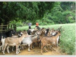 Kỹ Thuật Chăn Nuôi Dê Cỏ, Dê Lai