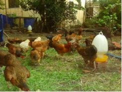 Một Số Bệnh Pháp An Toàn Sinh Học Trong Chăn Nuôi Gia Cầm