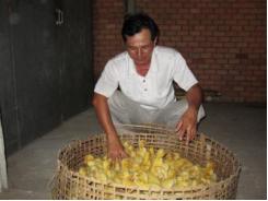 Thụ Tinh Nhân Tạo Ngang Vịt
