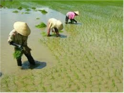 Cắt Giảm 130.000ha Đất Trồng Lúa Trong Năm 2014
