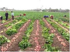 Đánh Giá Kết Quả Thực Hiện Một Số Mô Hình Sản Xuất