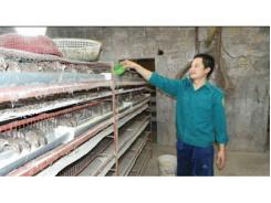 Làm Giàu Từ Nuôi Chim Cút