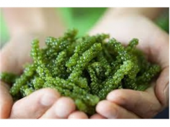 Tiềm Năng Trồng Rong Nho Biển (Sea Grapes) Ở Việt Nam