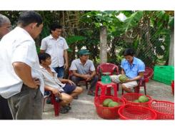 Bao Tiêu Bưởi Da Xanh Giúp Nông Dân Yên Tâm Sản Xuất