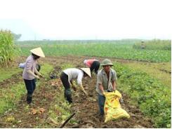 Khoai Lang Hoàng Long Hướng Phát Triển Kinh Tế Từ Cây Đặc Sản